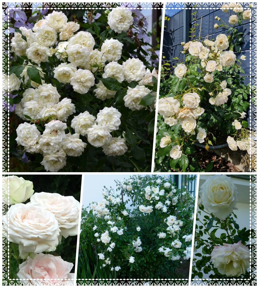 Alaska róża pnąca